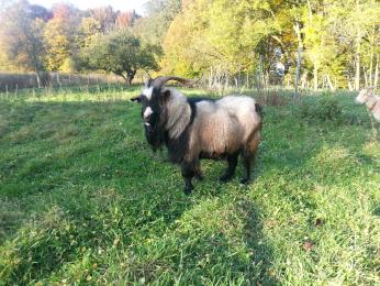 hennes