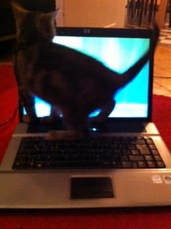 katze1