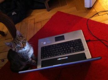 katze4