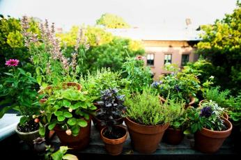 gorgeous urban garden