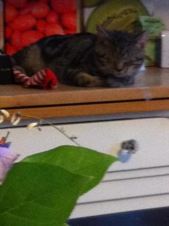 katze