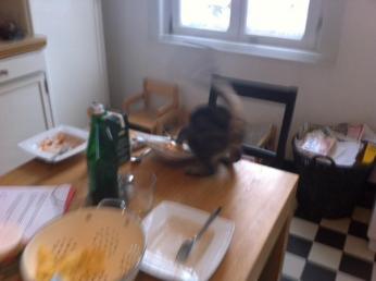 katze1 0
