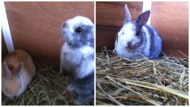 hase 0