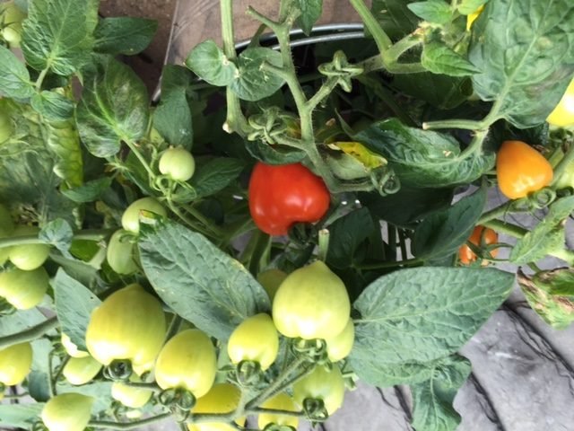 tomaten rotated