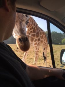 serengetiparkgiraffe