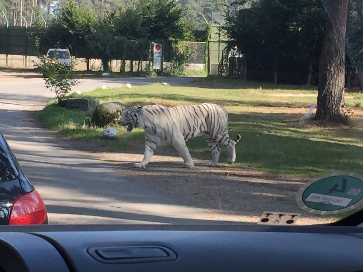 serengetitiger