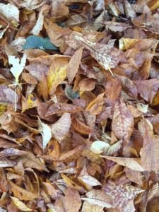 herbstlaub