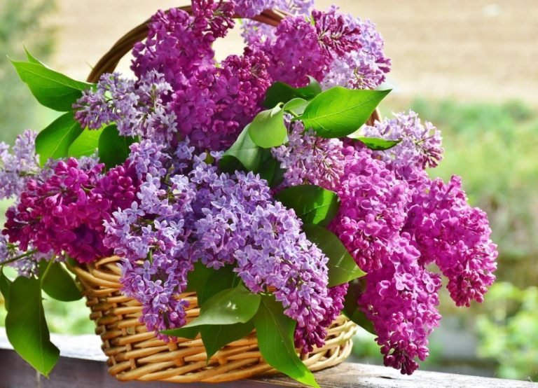 lilac 3366467 1280