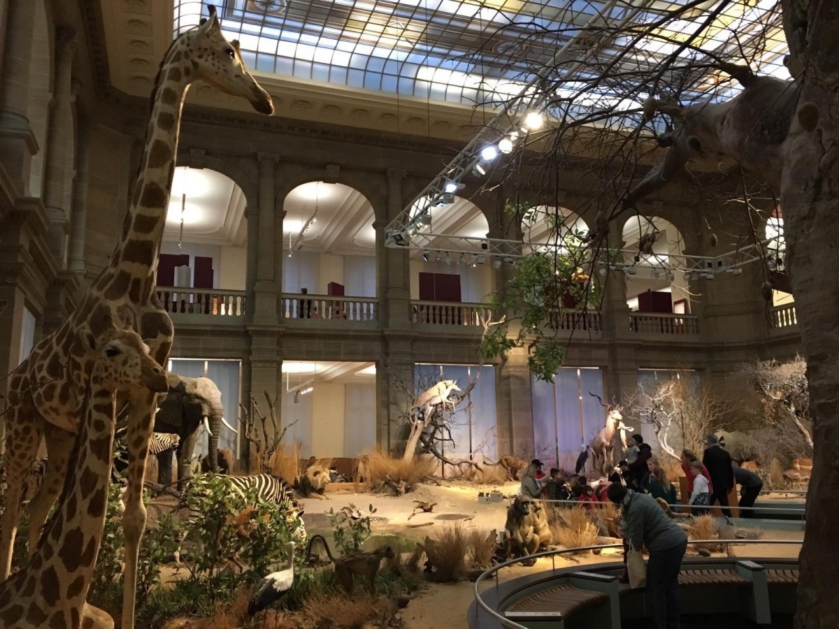 museumkoenig