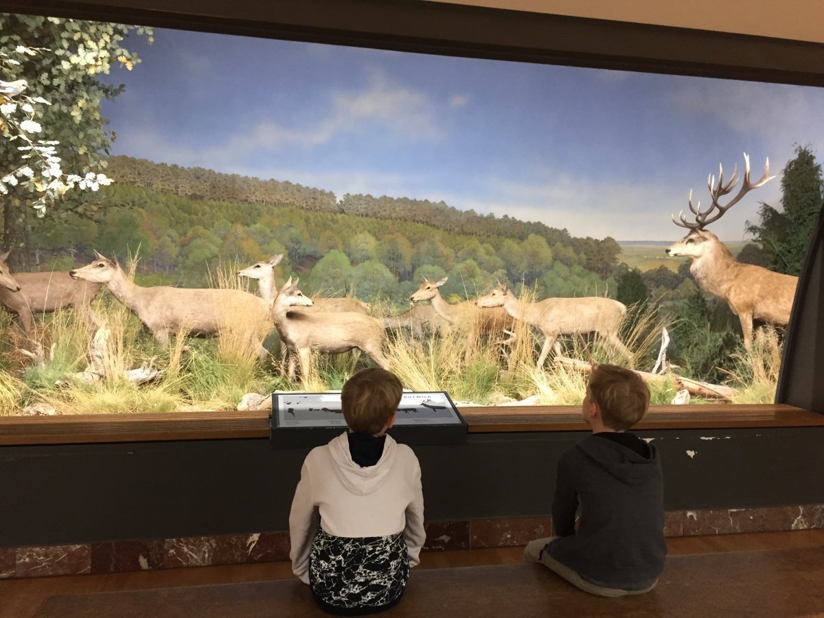 museumkoenig kinder