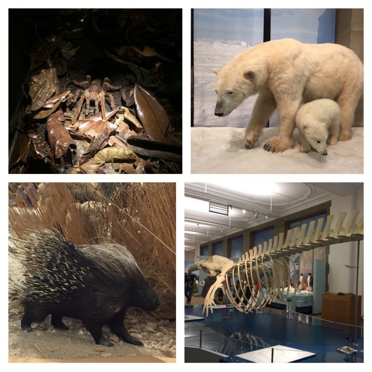 tiere im museum koenig
