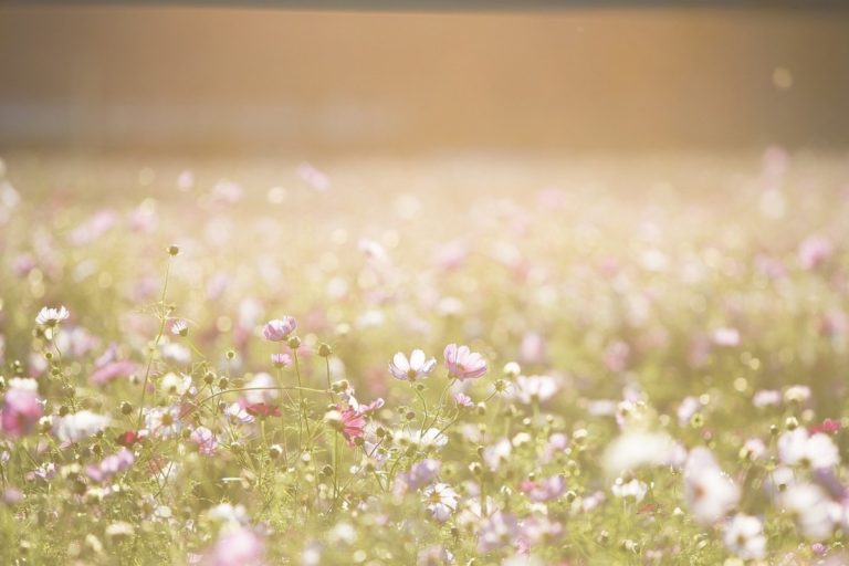 cosmos flowers 1138041 1280