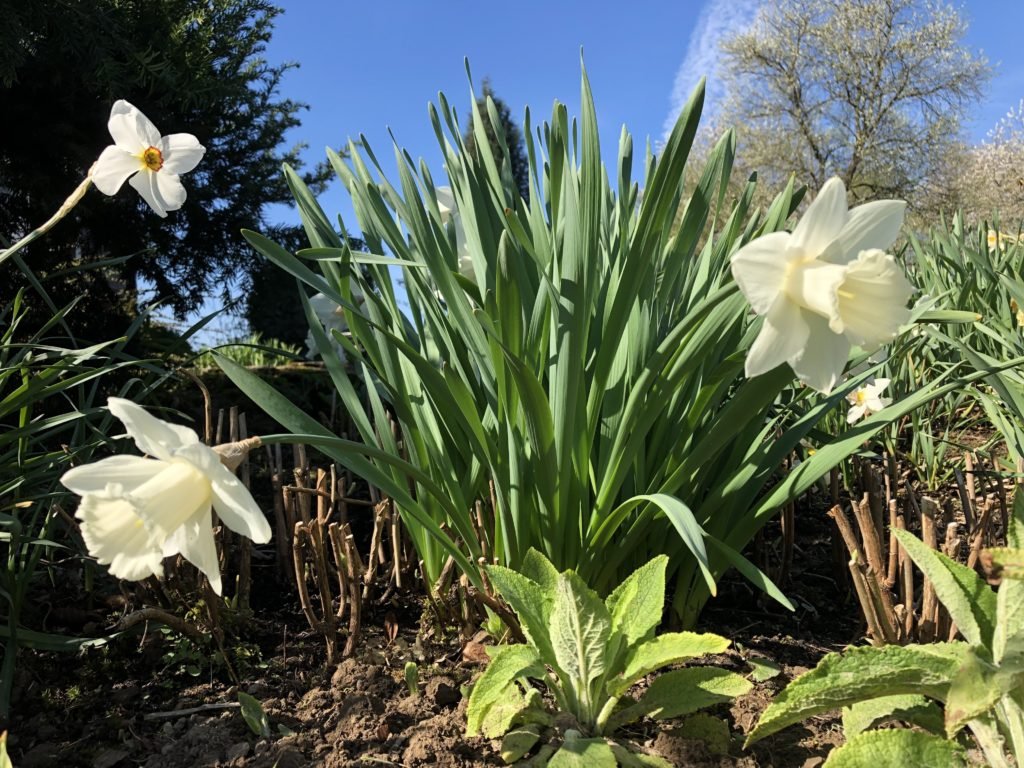 Blumen