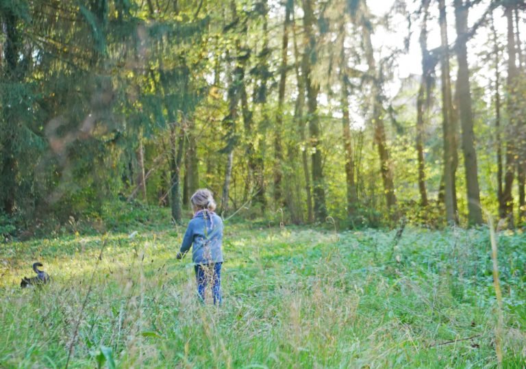 Wald Katze Landleben