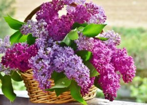 lilac 3366467 1280