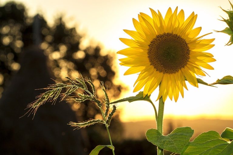 sunflower g9162c4b89 1280