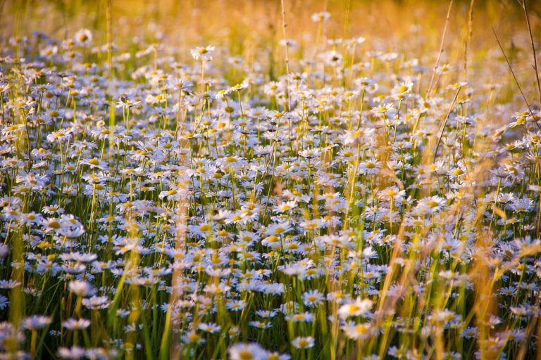 chamomile g425d8da22 1280