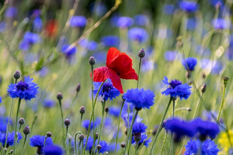poppy g2eaef1280 1280