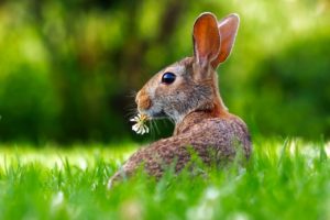 Frohe Ostern