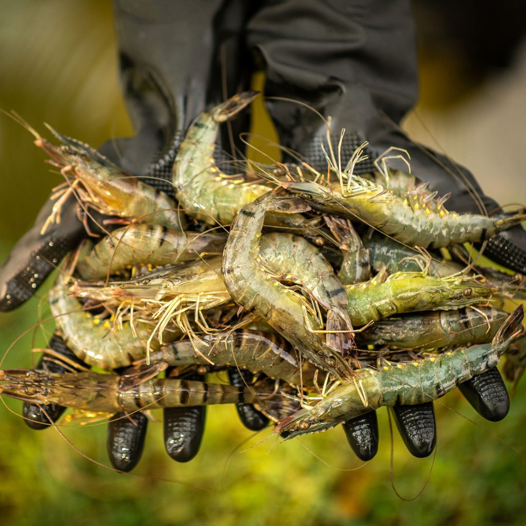 ASC Shrimp
