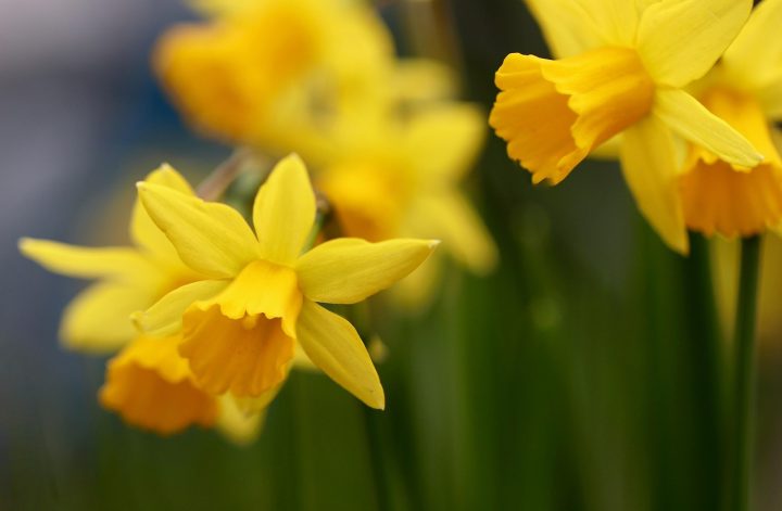 Frohe Ostern
