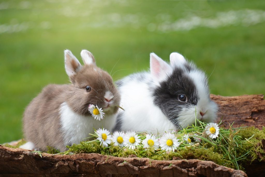 Frohe Ostern