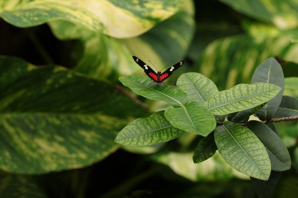 Natur